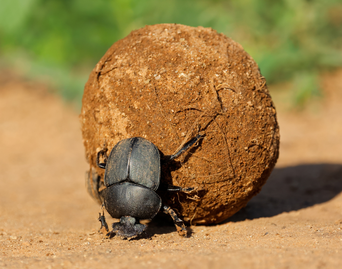 dung-beetle.webp dung beetle rolling sand