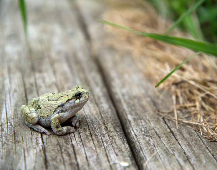 female-Hyla-versicolor-wood.webp eastern gray tree frog