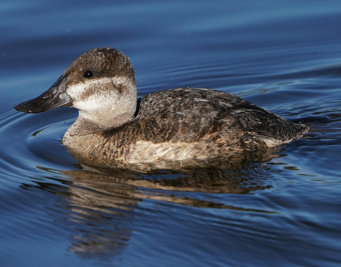 female-ruddy-duck-swimming.webp female ruddy duck swimming