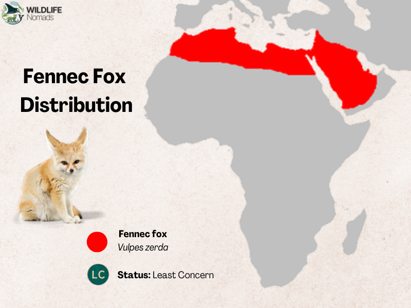fennec-fox-1.webp Fennec Fox distribution map