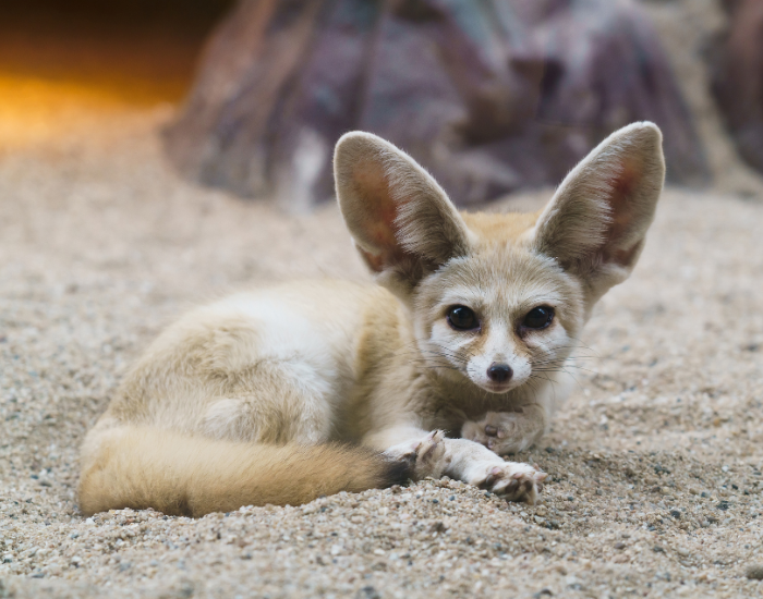 fennec-fox-ears-sitting.webp Fennec fox laying on the ground