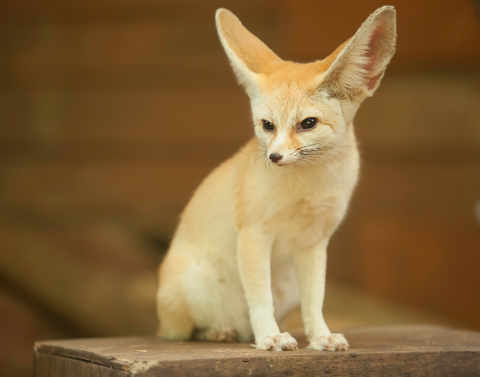 fennec-fox-on-burrow-3.webp a fennec fox in captivity sitting