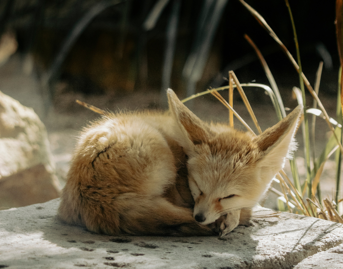 fennec-fox-on-burrow-4.webp fennec fox curled