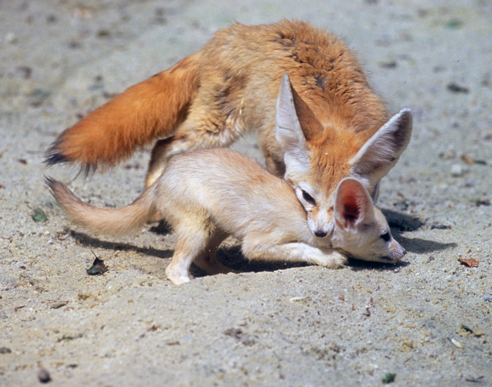 fennec-fox-on-burrow-5-1.webp TWO FENNEC FOX PLAYING