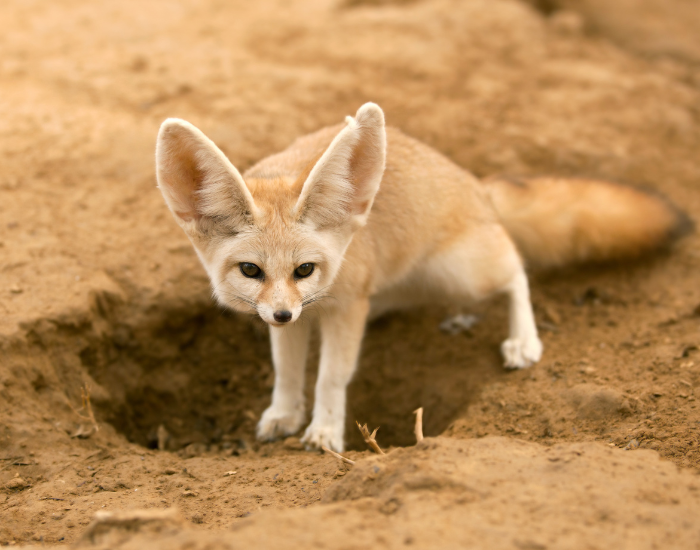 fennec-fox-on-burrow.webp fennec fox in the wild next to a burrow