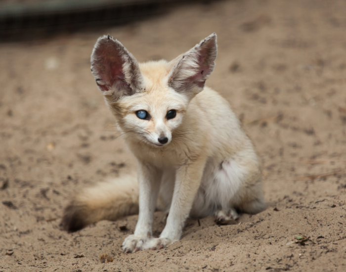 fennec-fox-on-ground.webp fennec fox sitting on the ground