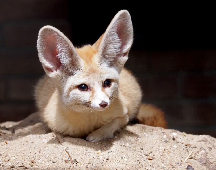 fennec-fox-still.webp fennec fox laying on the ground