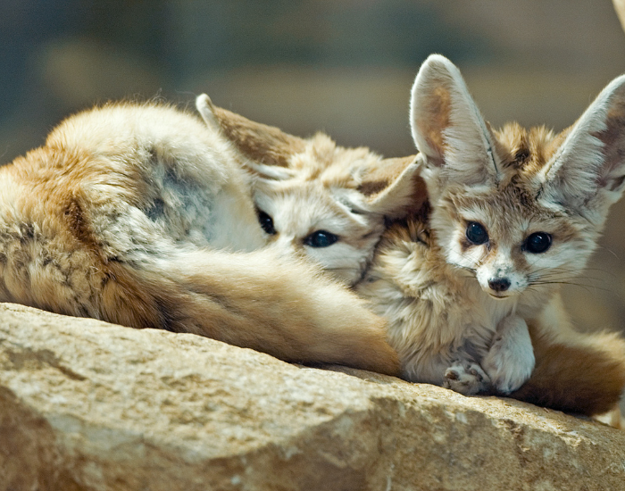 fennec-fox-together.webp Two fennec foxes on the ground