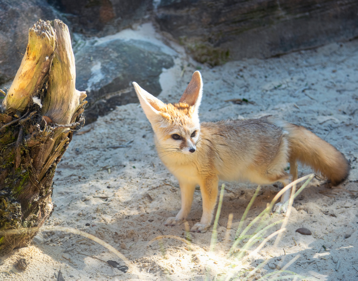 fennec-fox-wild.webp fennec fox in the wild