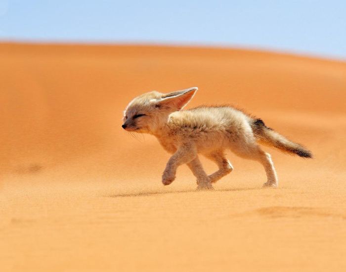 fennec-fox.webp a fennec fox walking in the desert