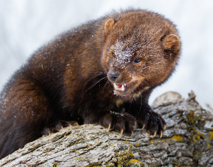 Fisher in the wild over a fallen log
