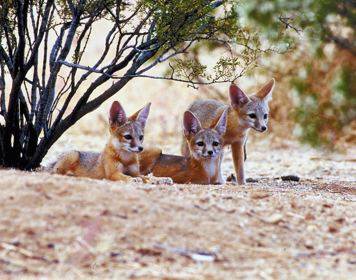 three san joaquin foxes in the wild