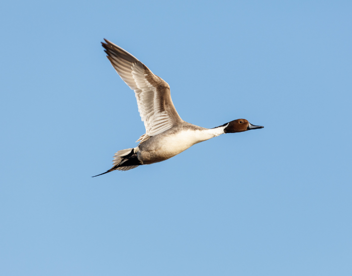 flying-Northern-Pintail.webp pintail flying in the wild