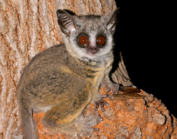 Bushbaby at night on a tree