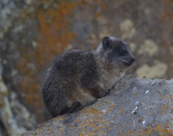 giant-mole-rat-Tachyoryctes-macrocephalus-.webp Giant mole rat in the wild