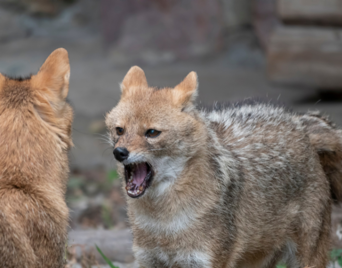 golden-jackal-h.webp jackal growling