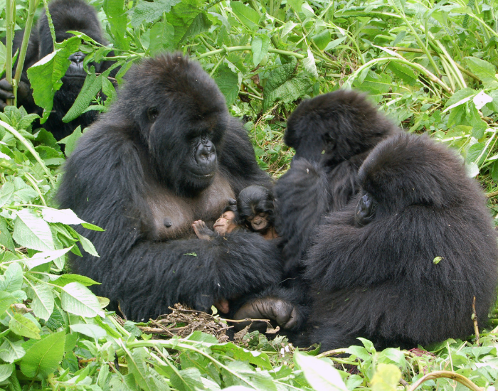 gorilla-family.webp Gorilla family in the wild