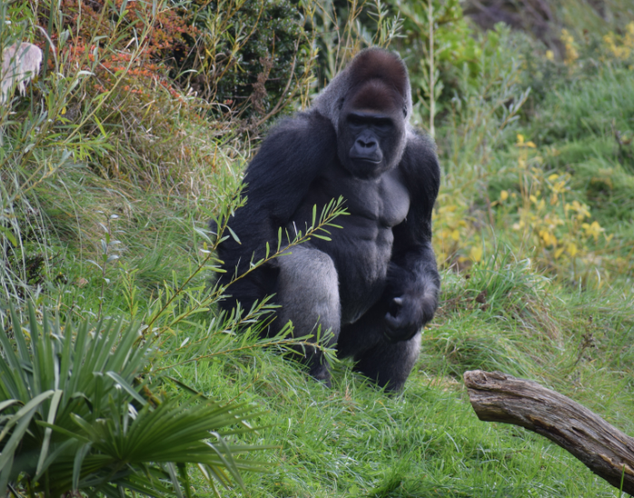 gorilla-forest.webp male gorilla in the wild