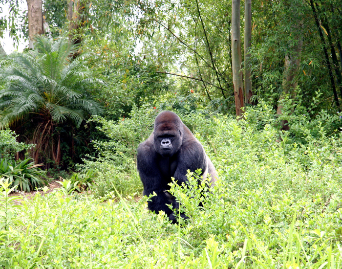 gorilla-in-the-wild.webp single male gorilla in the rainforest