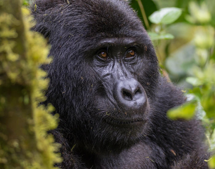 gorilla-male-3.webp close up of a gorilla in the wild surrounded by rainforest