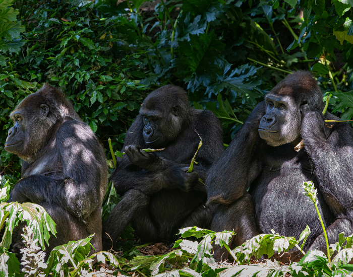 gorilla-male-5.webp a gorilla family of three grouped together in the wild