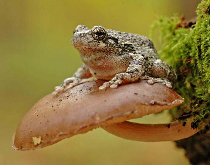 grey-Hyla-versicolor-close-up-2.webp eastern gray tree frog on a mushroom