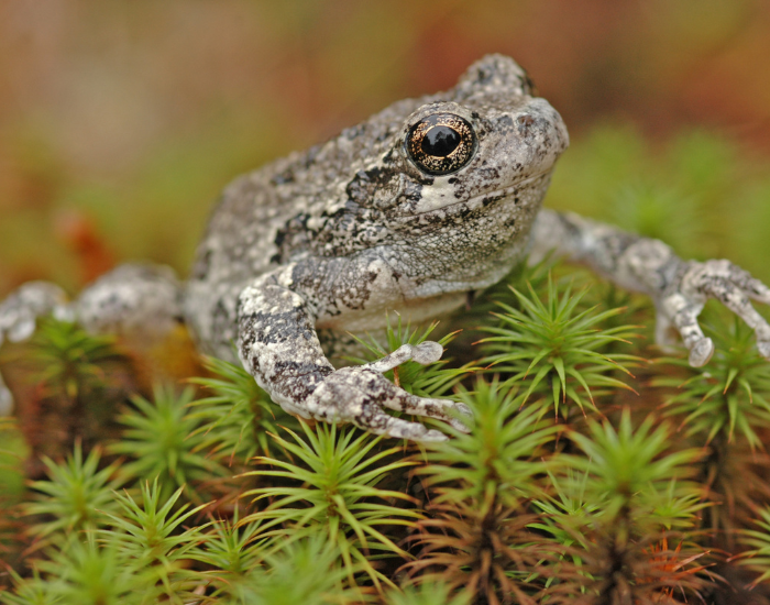 grey-Hyla-versicolor-close-up.webp a eastern gray tree frog over plants, close up