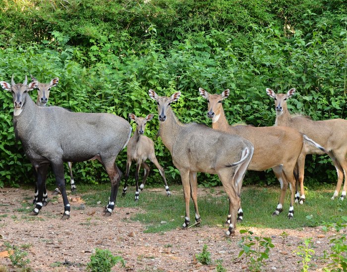 group-of-nilgai.webp group of nilgai blue bull in the wild with a male at the front