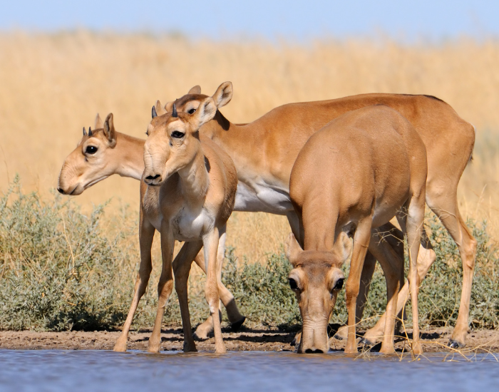 group-saiga-antelope.webp family of saiga antelopes in the wild drinking water