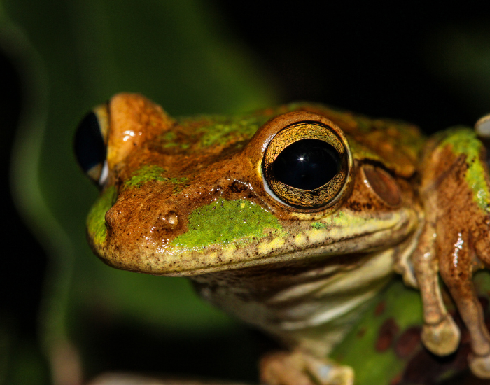 head close up of a cuban tree frog with black background