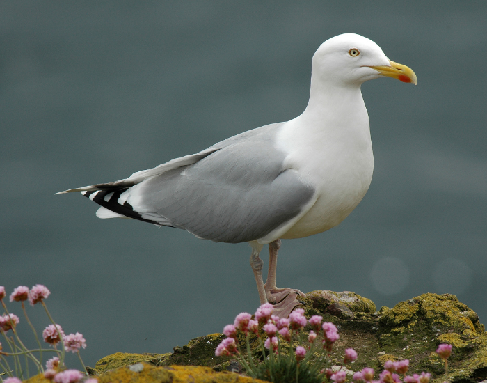 herring-gull.webp Herring gull standing over a rock in the wild