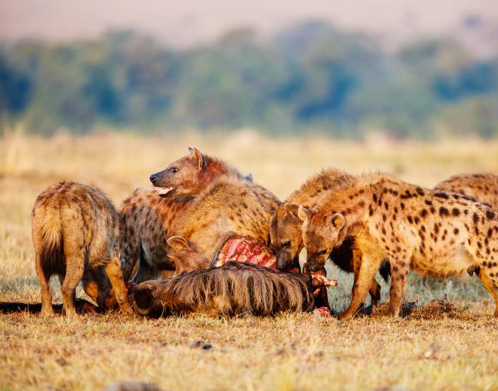 heyna-and-carrion.webp pack of hyenas eating a dead animals