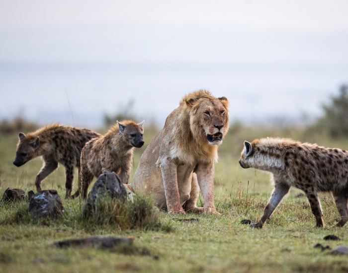 hyena-and-lion.webp three hyenas surrounding a female lion