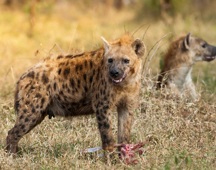 hyena-eating.webp hyena eating carrion in the wild