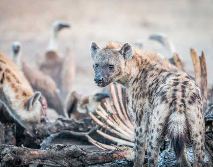 hyena-eting.webp hyena eating a dead animal in the wild