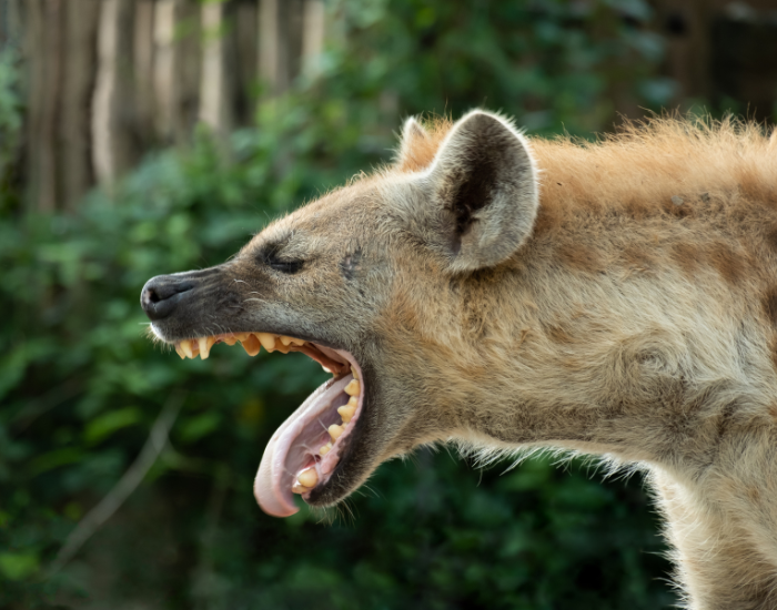 hyena-growling.webp close up of a hyena showing its teeth