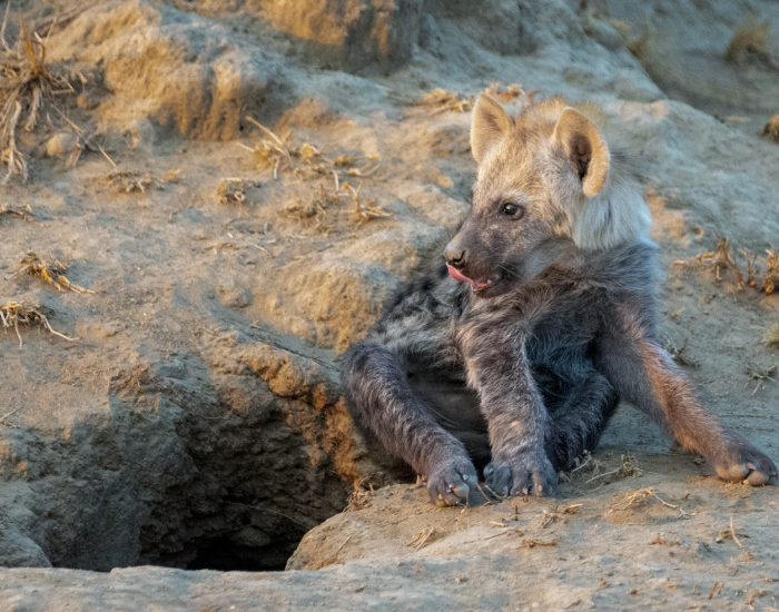 hyena-pup.webp a spotted hyena cub in the wild