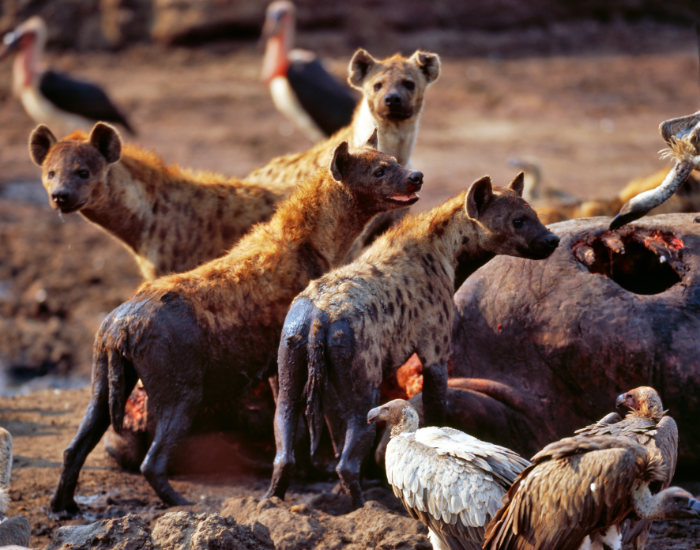 hyennas-eating.webp pack of hyenas eating carrion
