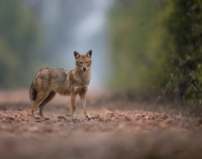 jackal-dirt-road.webp jackal on the dirt road