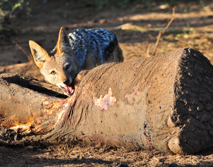 jackal-scavenger.webp jackal eating a dead elephant foot