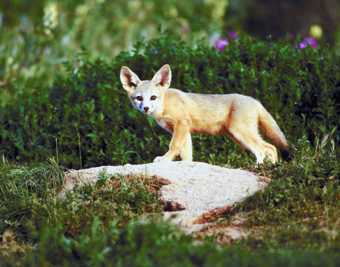 kit fox walking in the wild looking at the camera