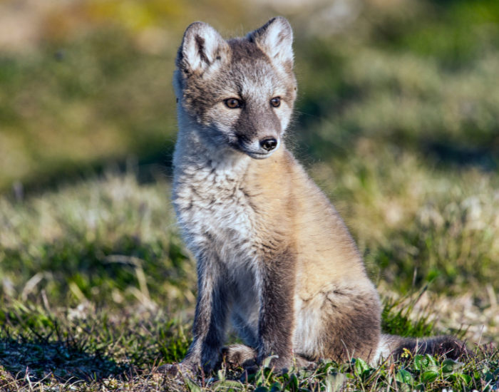 a kit fox sitting on grass