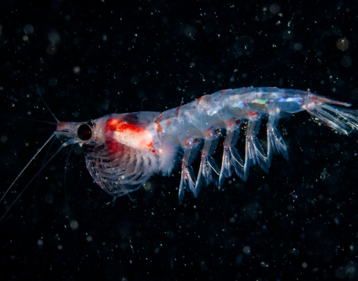 krill.webp close up of tiny crustacean krill with black background