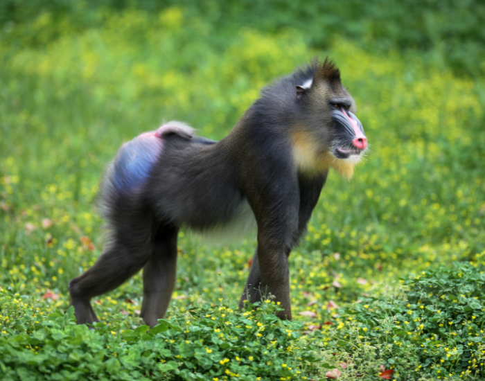 male-mandrill-wild.webp mandrill walking on grass
