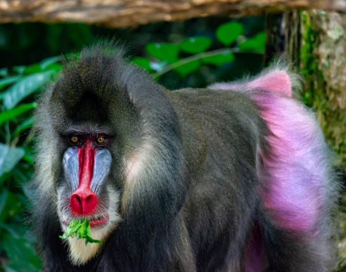 mandrill-captive.webp male mandrill baboon