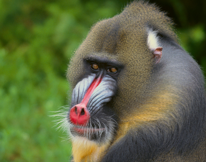 mandrill-close-up.webp close up of a male mandril head face in the wild