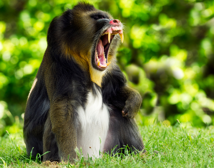 mandrill-yawning.webp male mandrill opening its mouth and showing its teeth