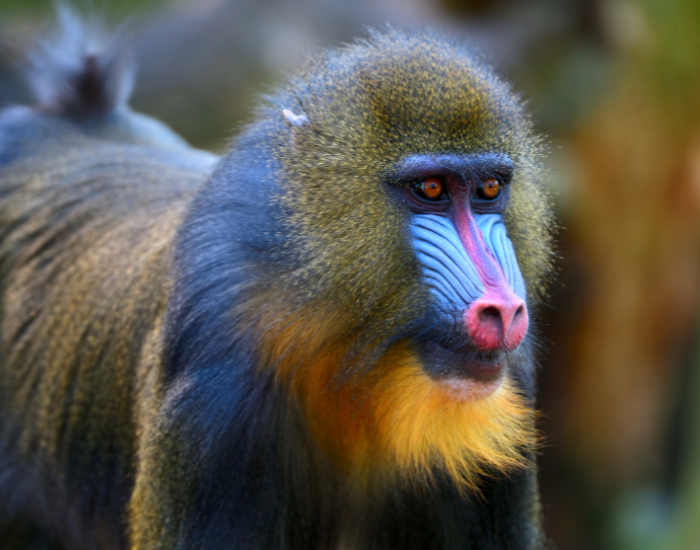 mandrill.webp Close up of a mandrill