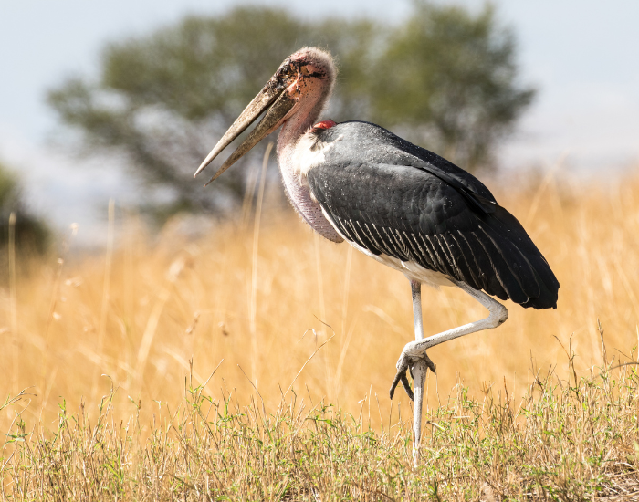 marabou-stork.webp marabou stork on a grass field walking