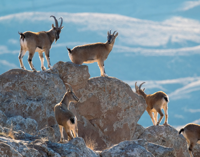 5 mountain goats in the wild on top of a mountain